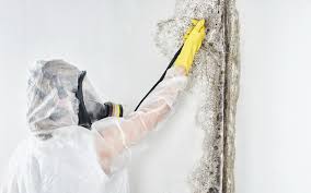 Best Mold Documentation for Insurance Claims in Williamsburg, PA